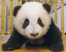 petit panda